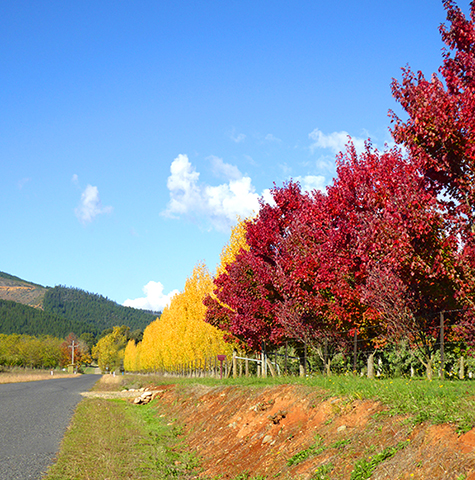 Tree Lined RoadPhotography by Sharon Alston